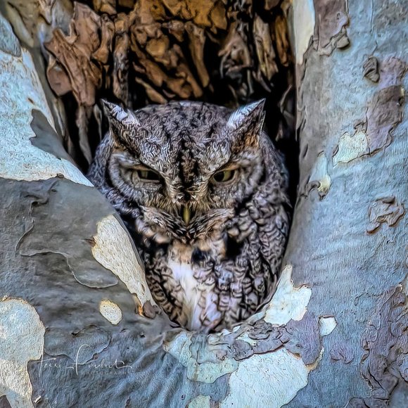 Poshmark Authenticate Verified ReSeller -- 5 Star Seller - Picture 11 of 12